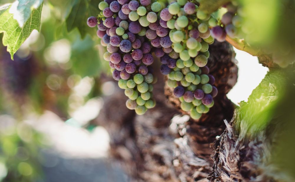 Sustavi za navodnjavanje